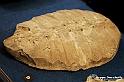 VBS_9084 - Museo Paleontologico - Asti